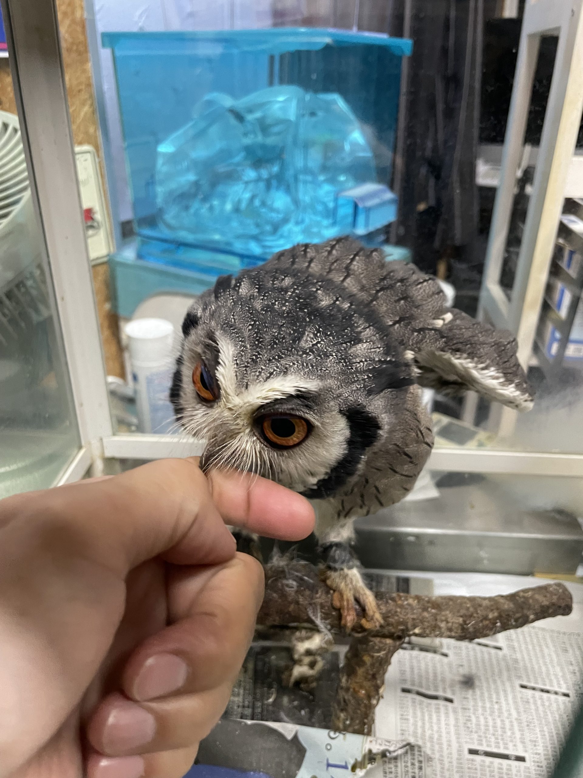 ペットショップ始めました！